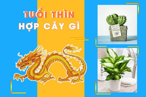 Sinh năm 2000 Tuổi Canh Thìn hợp cây gì để gặp nhiều may mắn